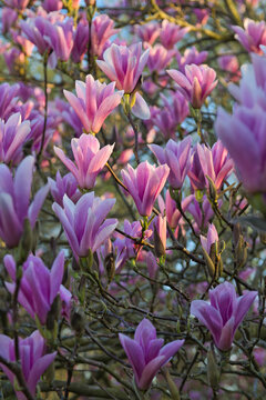 Pink magnolia tree begining to flower in spring illuminated by the evening sun
