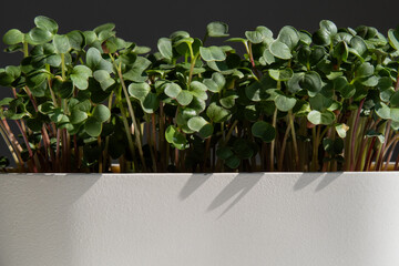 freshly grown micro greens in a white pot