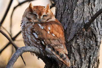 Rufous Red-morph Eastern Screech Owl