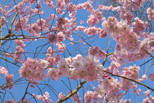 Pink cherry blossom set against a clear spring blue sky lit by the afternoon sun