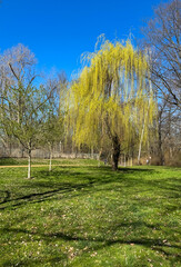 Willow Salix Tree in the spring with blue sky