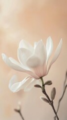 Obraz premium A single white magnolia bloom stands tall on its slender branch, radiating elegance. The warm pastel backdrop enhances its beauty, capturing the essence of spring awakening in tranquility