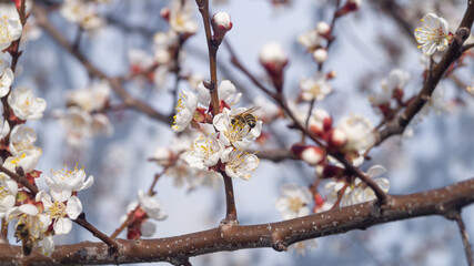 A bee collects nectar from a flowering apricot tree on a sunny day