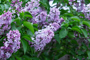 Branches of blooming lilacs in a spring park, selective focus.