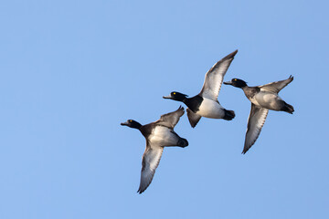 Tufted Duck 