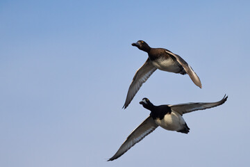 Tufted Duck 