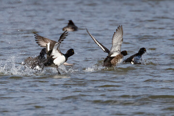 Tufted Duck 