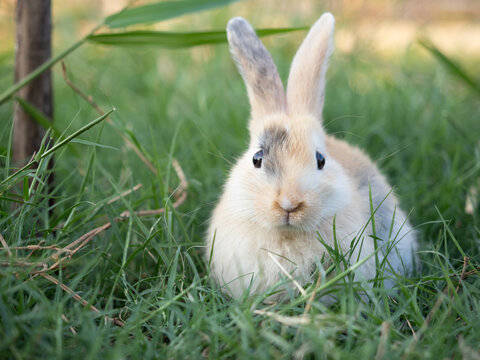 A rabbit at green meadow. Lovely action of young rabbit in field.