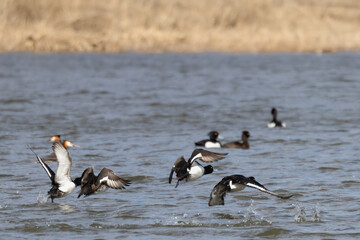 Tufted Duck 