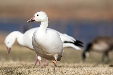 Snow Geese - Migration - Kansas
