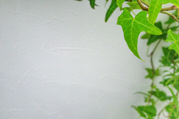 ツタの葉フレーム-03