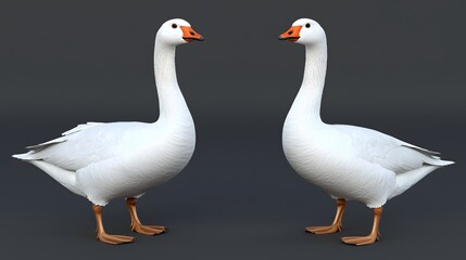 Fototapeta premium Pair of White Geese Standing Together on a Dark Background in a Natural Setting