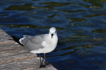 Laughing gull on Caye Caulker, Belize