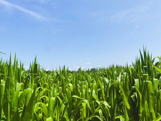 Fototapeta premium corn field against blue sky