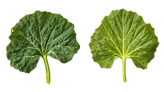 Comparison of two large green rhubarb leaves with distinct patterns and colors