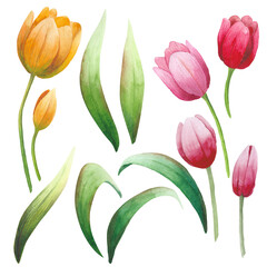 Obraz premium Spring flowers. Red, yellow tulips on a white background. Floral set. Watercolor illustration. Watercolor collection of tulips.