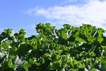 green leaves on blue sky