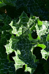 holly leaves background