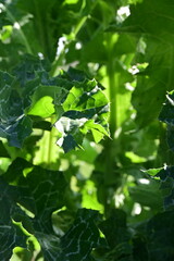 green leaves in the morning sun