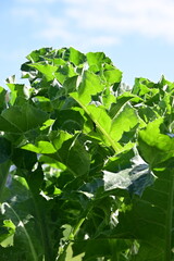 green leaves on the sky background