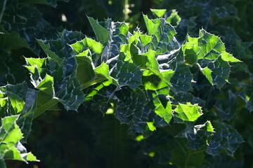 green leaves in the water