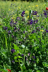 purple flowers in the garden