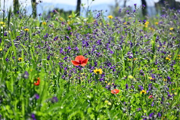field of red poppies