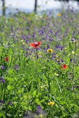 red poppies in a garden