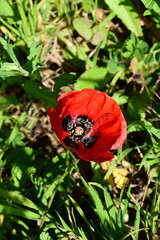 red poppy flower