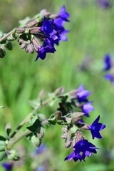 purple flowers in the garden