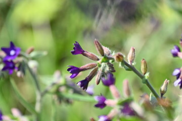 purple flowers in the garden