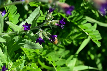 purple flowers in the garden