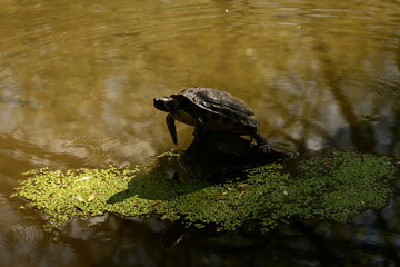 turtle on a pond