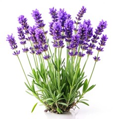 Lavender flower plant isolated on white