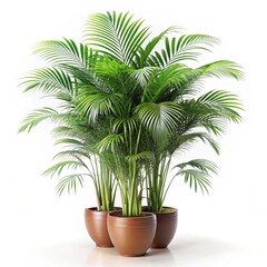 Obraz premium Areca Palms in Studio