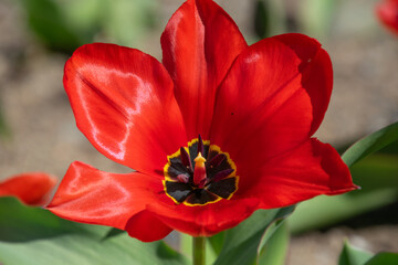 Fototapeta premium Tulipa Tubergeniana Red Flower