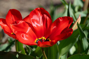 Tulipa Tubergeniana Red Flower
