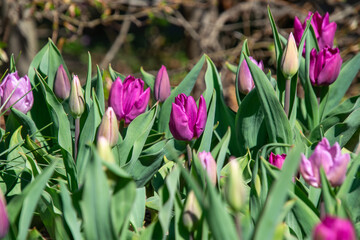 Pink tulips field in spring