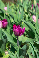 Naklejka premium Pink tulips field in spring