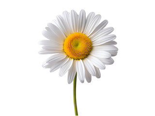 A single daisy, delicate and pristine, embodies purity and summer's gentle grace against a stark white backdrop.