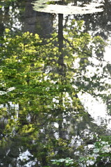 sun shining through the trees
