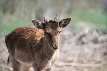 Close up of a deer