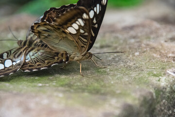 Butterfly mating close up