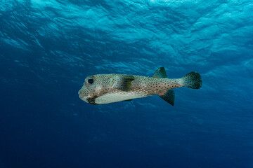Puffer fish swimming in the Caribbean  © Carlos