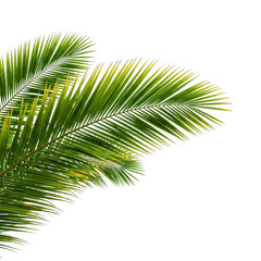 Obraz premium palm tree leaves