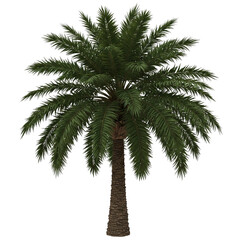 Fototapeta premium palm tree isolated on white
