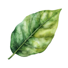 Detailed watercolor representation of a green leaf showcasing the intricate veins and varying shades of green natural to foliage in a garden setting during the daytime. Transparent background png.