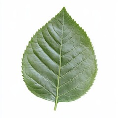 Obraz premium Single Green Leaf Isolated on White Background Perfect for Nature Designs and Botanical Illustrations