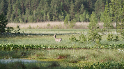 Roe deer in a meadow surrounded by forests watches the surroundings