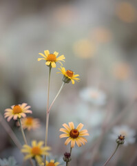 Bright yellow wildflowers dance in the gentle breeze during a warm spring afternoon in a lush garden